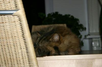 kater001
