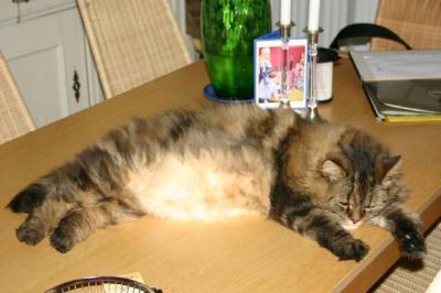 kater002
