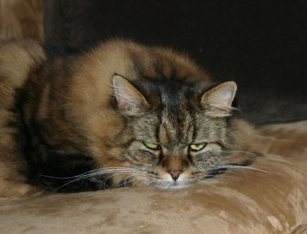 kater1