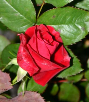 rose
