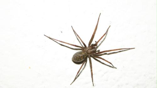spinne