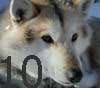 advent10