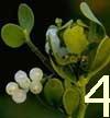 advent4