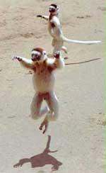 flyinglemuras