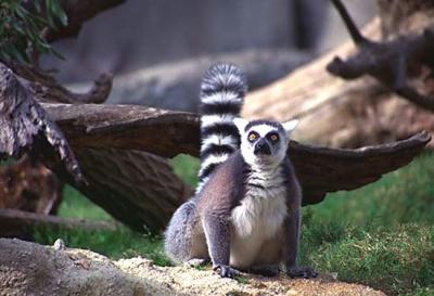 lemur