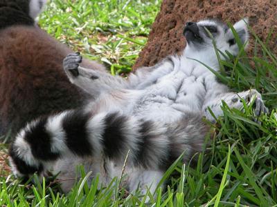 lemur_heinz