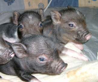 minischweine