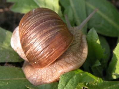 schnecke