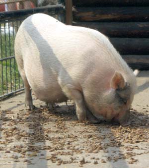schwein1a_g