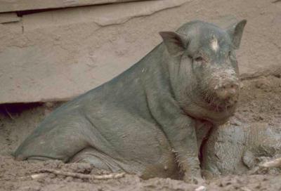 schwein_mekong