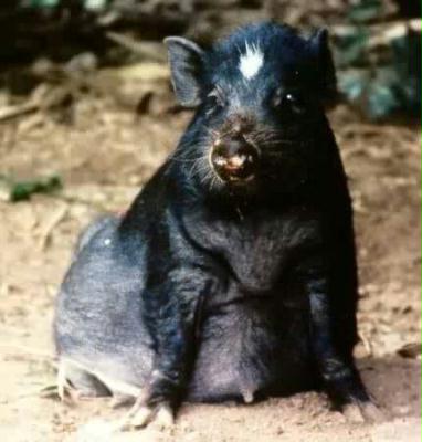 schwein_sitzend_