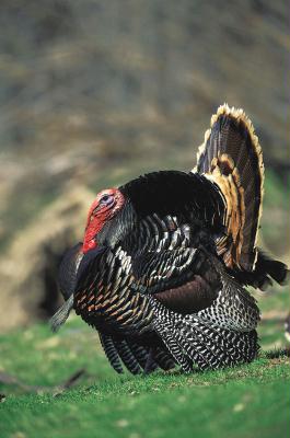 turkey