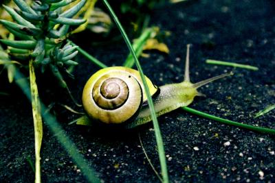 schneckegelb