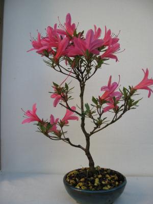 geglückter ebay-Kauf, Azalee 