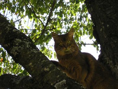 Nubi-auf-Kirschbaum