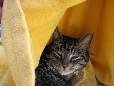 noch-nie-einen-kater-gesehen