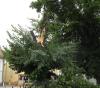 Der-Baum-ist-tot