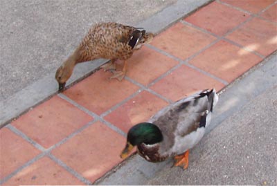 enten-harmonie
