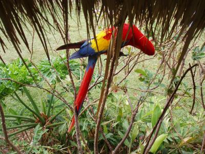 parrot1