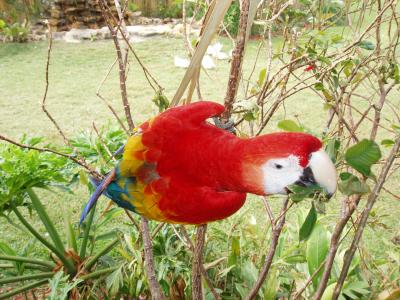 parrrot2