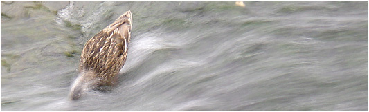 duckduck