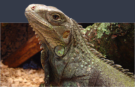 iguana