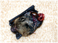 bat