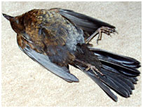 bird