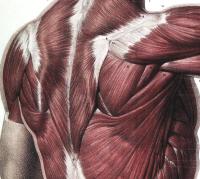 Bourgery_Myologie1