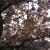 baum-1-