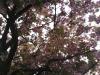 baum-1-1