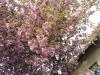 baum-2-1