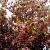 baum-3-