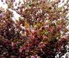 baum-3-1