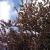 baum-4-