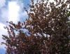 baum-4-1