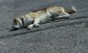 Fauler Hund