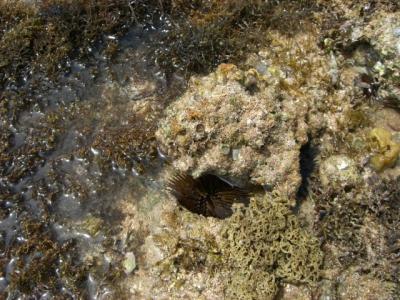 Seeigel im Schelf