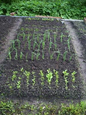 1747_Beet_090607