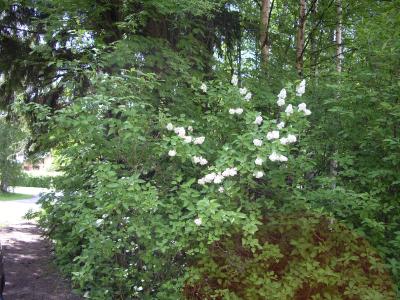 1755_Flieder_100607