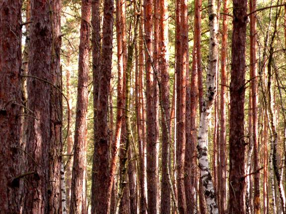 Im Pfaffendorfer Wald bei Beeskow