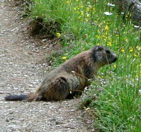 Nix mit Lemur heute, dafuer 1 putzich Murmeltier