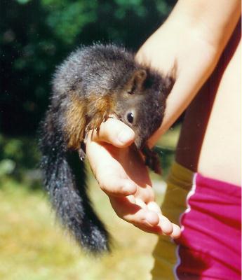 eichhrnchen