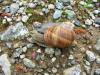Ossischnecke