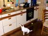 wachhund