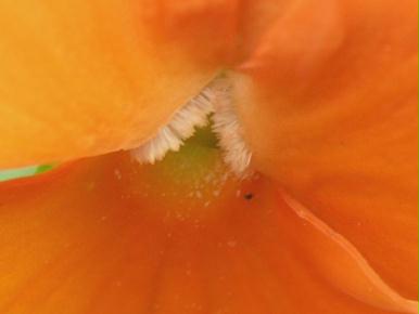 orangeblume