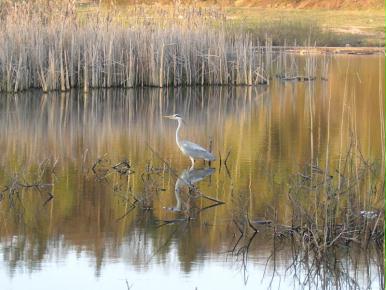 wasservogel