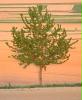 Baum