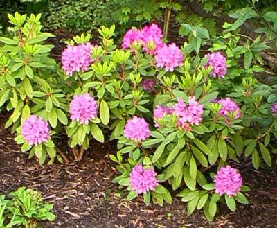 blumen1_2004_rhododendron