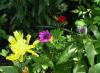 blumen1_200505
